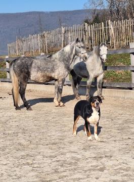 Dobrodih, arhiv Urške Granda