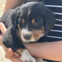 Dobrodih, arhiv Urške Granda