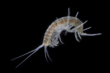 NIphargus Novomestanus